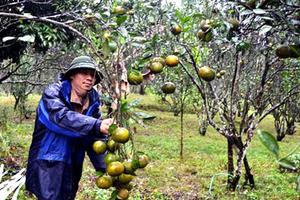 Hòa Bình: “Loạn” giống cây có múi