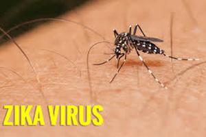Hết dịch do vi rút Zika tại Khánh Hòa và TP. Hồ Chí Minh