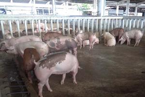 Tiêu hủy 80 con heo VietGAP nhiễm chất cấm