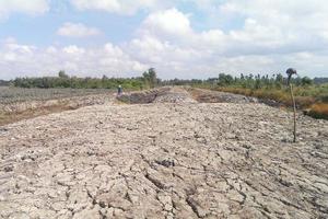 Hậu Giang: Công bố thiên tai xâm nhập mặn