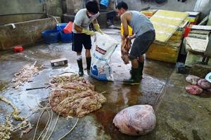 Bán nội tạng bò ngâm chất không rõ nguồn gốc