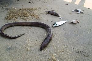 Chính thức kết luận nguyên nhân cá chết hàng loạt