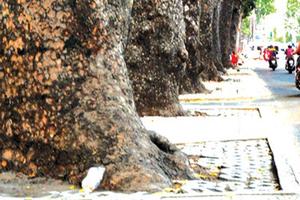 TPHCM: Cắt điện nước 10 ngày để bứng 2 cây cổ thụ