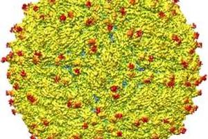Công bố hình ảnh cấu trúc của virus Zika