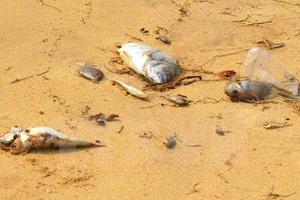 Nhiều loại cá đắt tiền chết hàng loạt tại vùng biển Quảng Trị