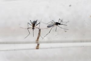 Bộ Y tế: Khả năng lây lan của virus Zika tại hai tỉnh, thành rất lớn