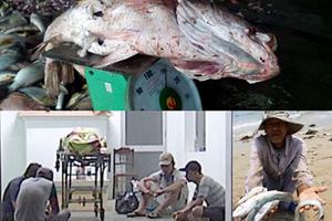 Cá lại chết, thợ lặn tử vong, dân sợ