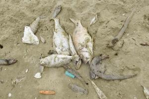 Thủ tướng yêu cầu tập trung thu thập tài liệu chứng cứ vụ cá chết