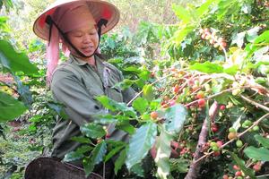 Sức sống mới trên vùng tái định cư