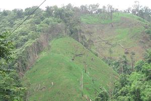 Nhức nhối nạn phá rừng