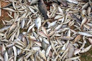 Sẽ sớm công bố nguyên nhân cá chết hàng loạt tại miền Trung