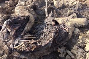 Phát hiện xác voi rừng chết nghi do mắc lầy