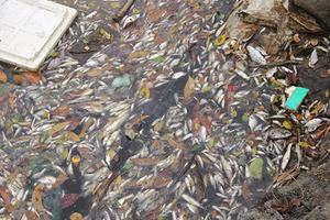 Cá chết hàng loạt: Cơ chế giám sát ở đâu? 