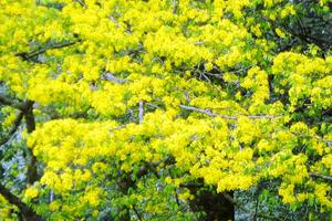 Mai vàng khoe sắc trên non thiêng Yên Tử