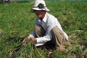 Tỏi mất mùa vì hạn