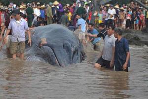 Cá voi dạt vào bờ biển ở Diễn Thịnh đã chết   