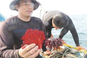 Thấy gì dưới đáy biển sau thảm họa cá chết