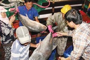 Kiểm tra nước biển bằng "phép thử" 10 vạn con tôm