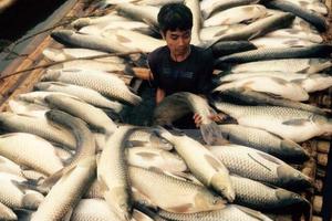 Xử phạt 3 doanh nghiệp, cơ sở “đầu độc” sông Bưởi gần 4 tỷ đồng