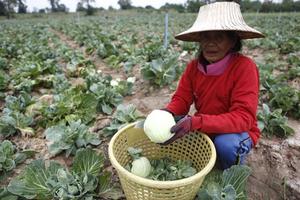 Trái cây Thái Lan chứa chất độc hại