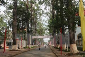 Hàng trăm cây cổ thụ ở Trà Vinh đứng trước nguy cơ bị chết