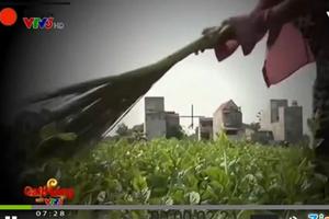 Bộ Thông tin và Truyền thông sẽ xử nghiêm vụ “Cây chổi quét rau”