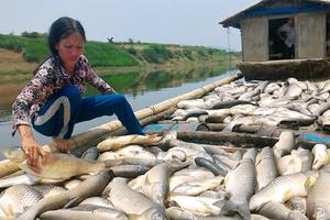 Hóa chất trong nước sông Bưởi vượt nhiều lần cho phép