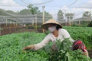 Malaysia có thể phải nhập khẩu rau từ Việt Nam do El Nino