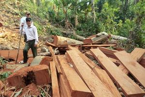 Gian nan cuộc chiến giữ rừng