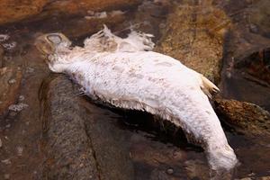 Hội nghề cá đề nghị sớm công bố thông tin cá chết hàng loạt