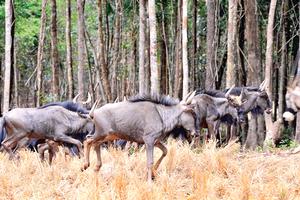  Bảo tồn loài nguy cấp trong sách Đỏ thế giới