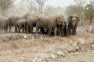 Đắk Lắk: Đàn voi phá hoại nhiều cây trồng của dân