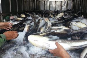 Công bố kết luận ban đầu vụ cá chết trên sông Lạch Bạng