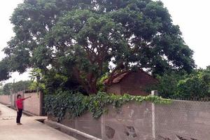  Chưa thực hiện chỉ đạo của TP Hà Nội