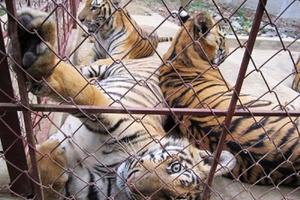 Việt Nam không khoan nhượng với buôn bán trái phép động thực vật hoang dã