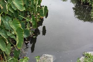 Ngang nhiên xả thải trực tiếp ra môi trường 