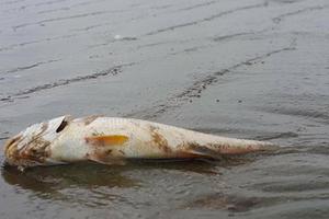 Công bố nguyên nhân cá biển chết bất thường ở Nghệ An  