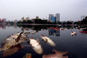 Chủ tịch Hà Nội chỉ đạo cứu cá hồ Hoàng Cầu ngay trong đêm