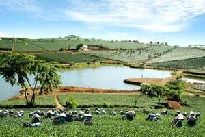 Xây dựng vùng tỉnh Lâm Đồng thành vùng kinh tế động lực Tây Nguyên