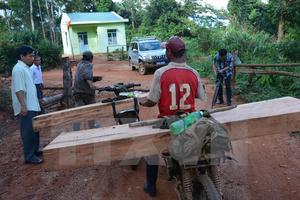 Thủ tướng yêu cầu làm rõ vụ phá rừng, vận chuyển gỗ ở Kon Tum