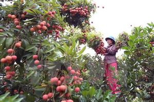 Bắc Giang xuất khẩu trên 32.200 tấn vải thiều ra nước ngoài