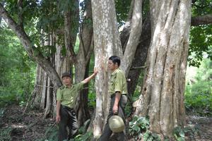 Kiến nghị dừng dự án thủy điện giữa vùng lõi VQG Yók Đôn