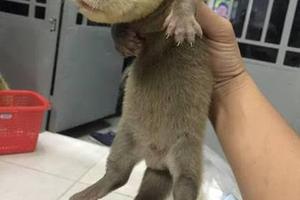 Vi phạm về động vật hoang dã trên mạng Internet tăng 324% 