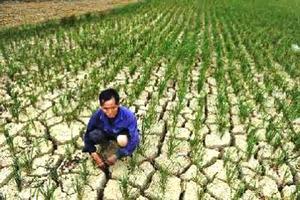 Hỗ trợ 231,5 tỷ đồng khắc phục hậu quả hạn hán và xâm nhập mặn