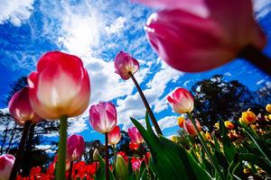 Đẹp rực rỡ mùa Xuân nước Úc