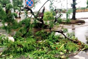 Bão quét qua, Nam Định "tơi bời"