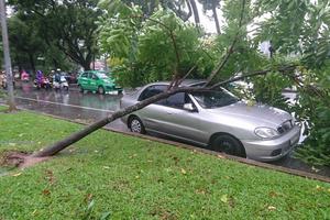 Mưa gió cực mạnh đang quần thảo tại Hà Nội, cây đổ ngổn ngang