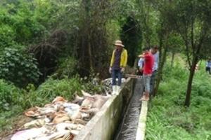 Công ty Đài Loan vứt hàng trăm xác heo ra sông Sài Gòn