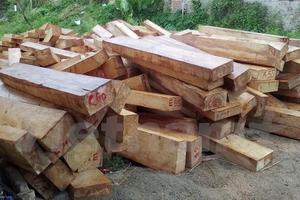 Khởi tố vụ khai thác trái phép rừng pơmu quý hiếm tại Quảng Nam