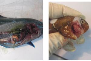 Nguyên nhân gây cá chết được truy tìm như thế nào